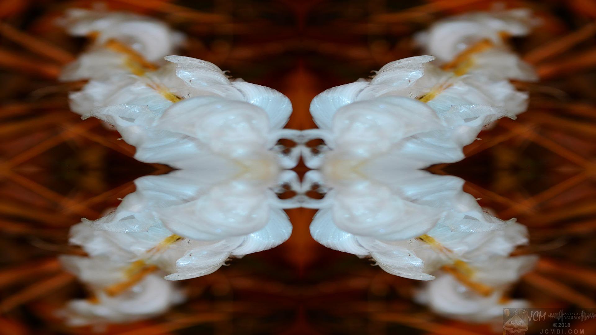 Ice flowers Quadroscopic